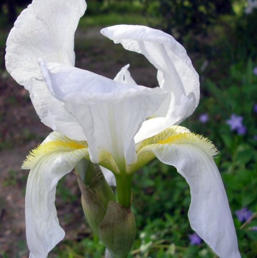 Iris albicans